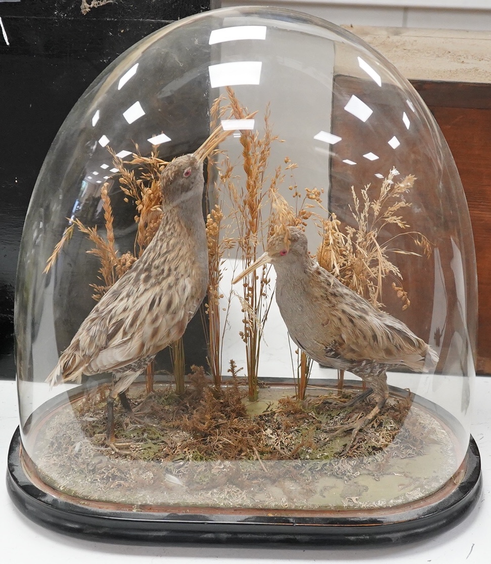 A pair of taxidermic birds, possibly a species of sandpiper, under a glass dome, plinth 37cm wide